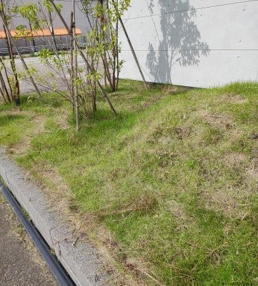 駐車場クリーニング 草刈り